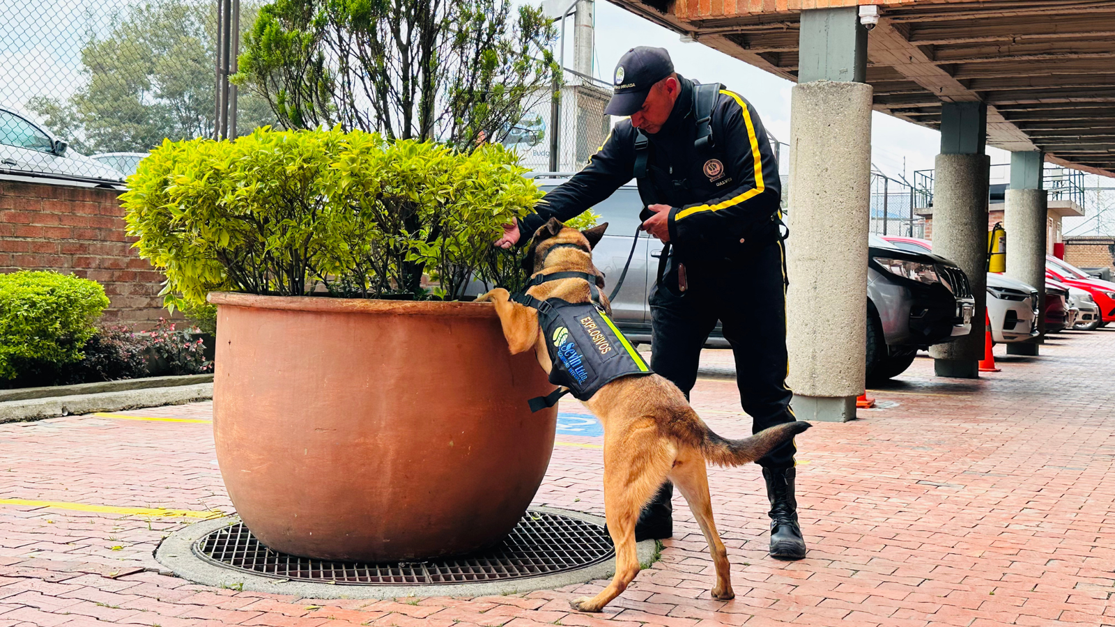 Seguridad canina, instinto entrenado que anticipa y protege