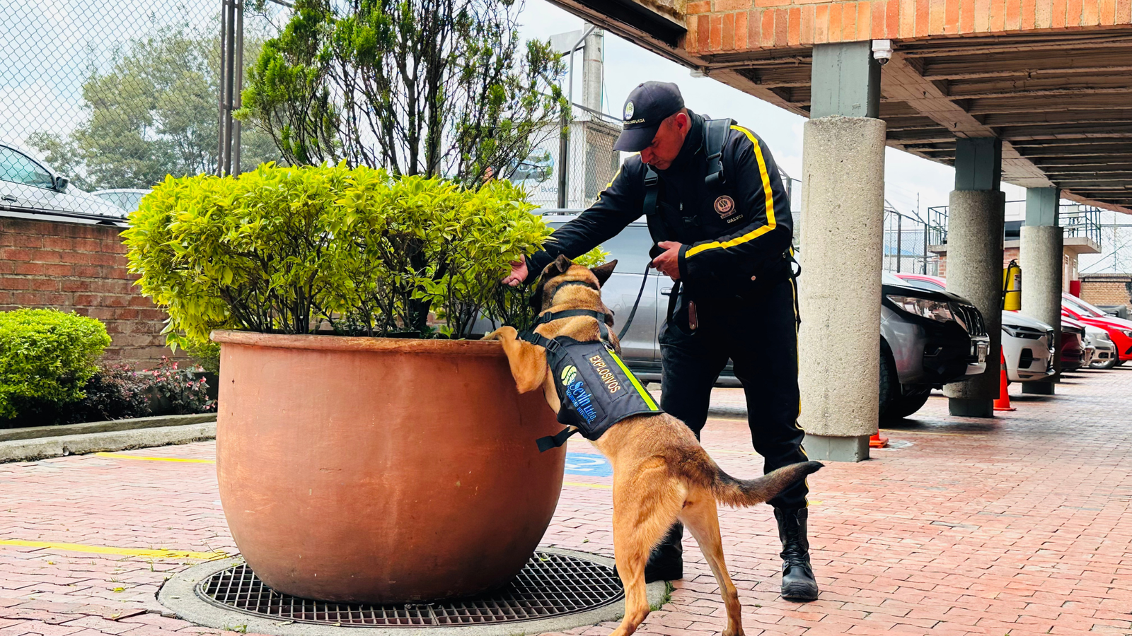 Seguridad canina: un apoyo estratégico para la certificación OEA